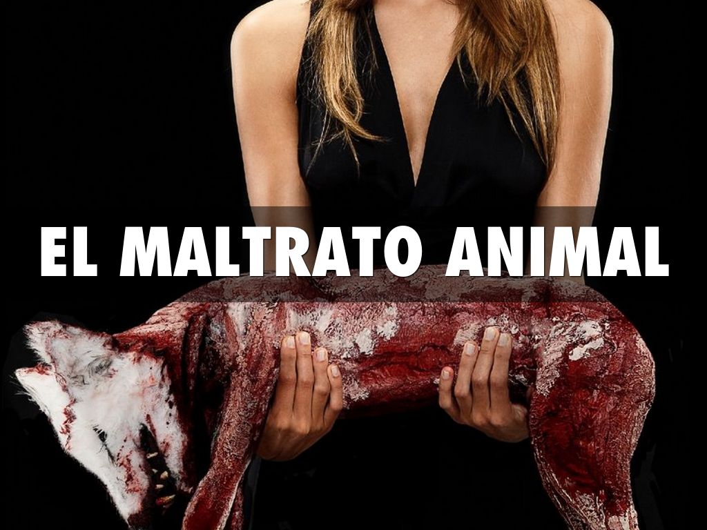 EL MALTRATO ANIMAL 