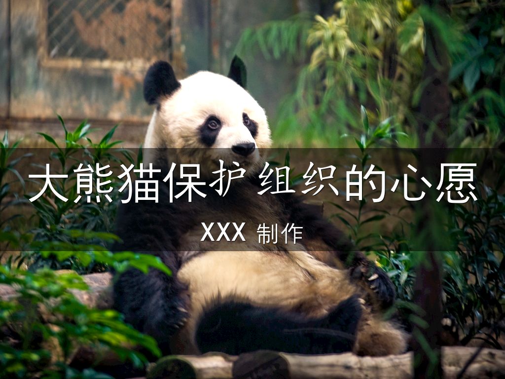 大熊猫保护组织的心愿