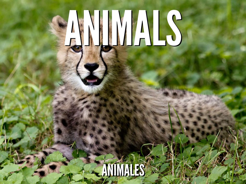 animals