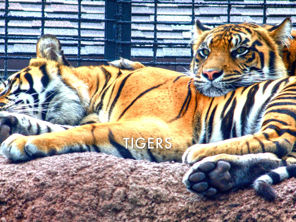 🐯Tigers🐯