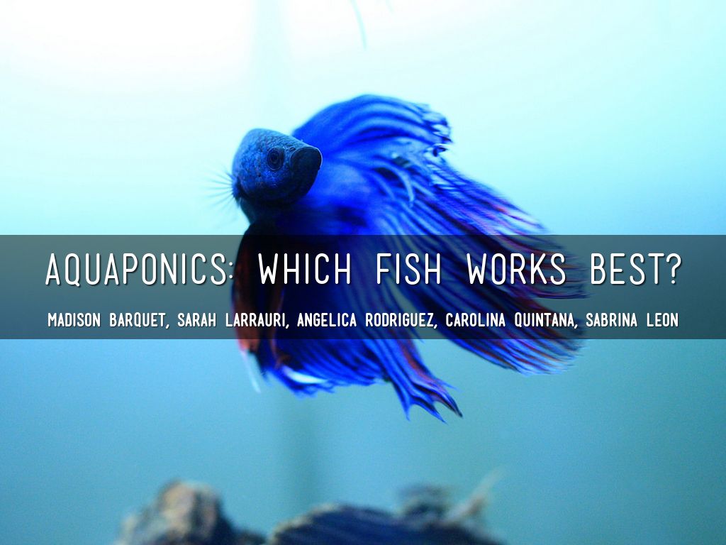 Aquaponics 