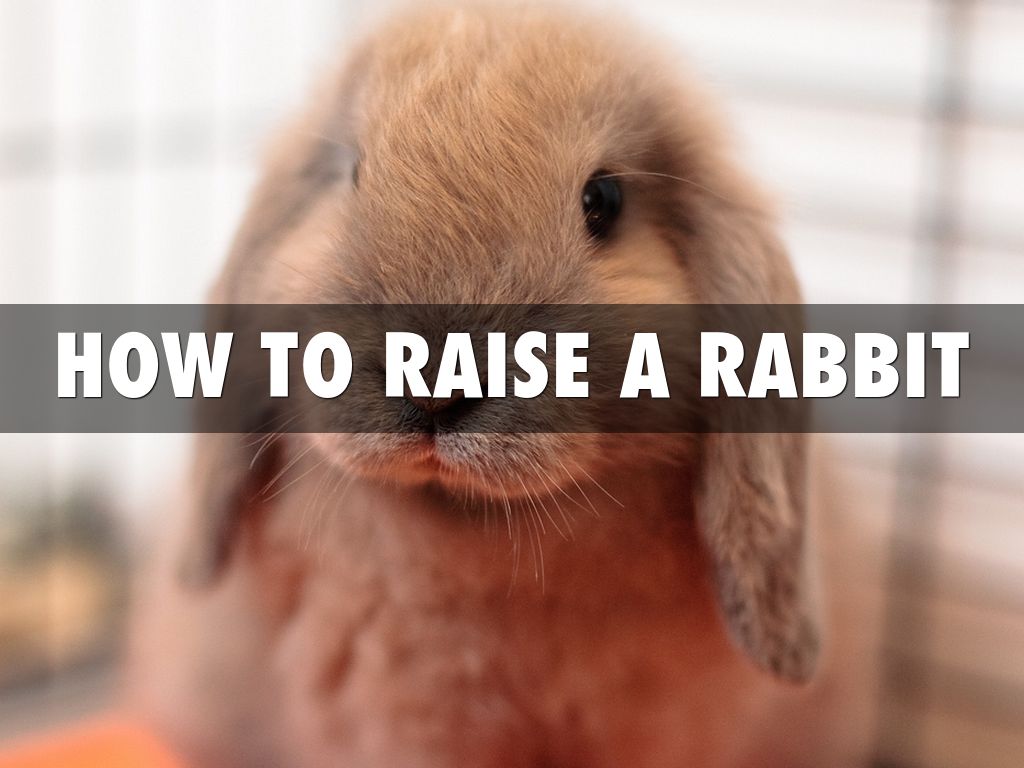 How To Raise Rabbits by Konstantinos Karapetsas