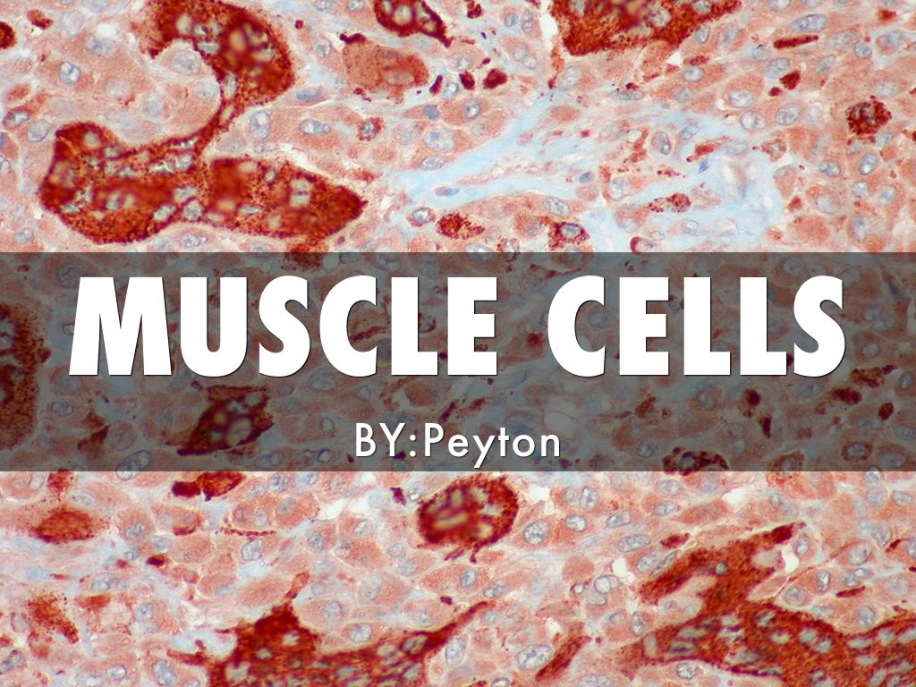Muscle Cell