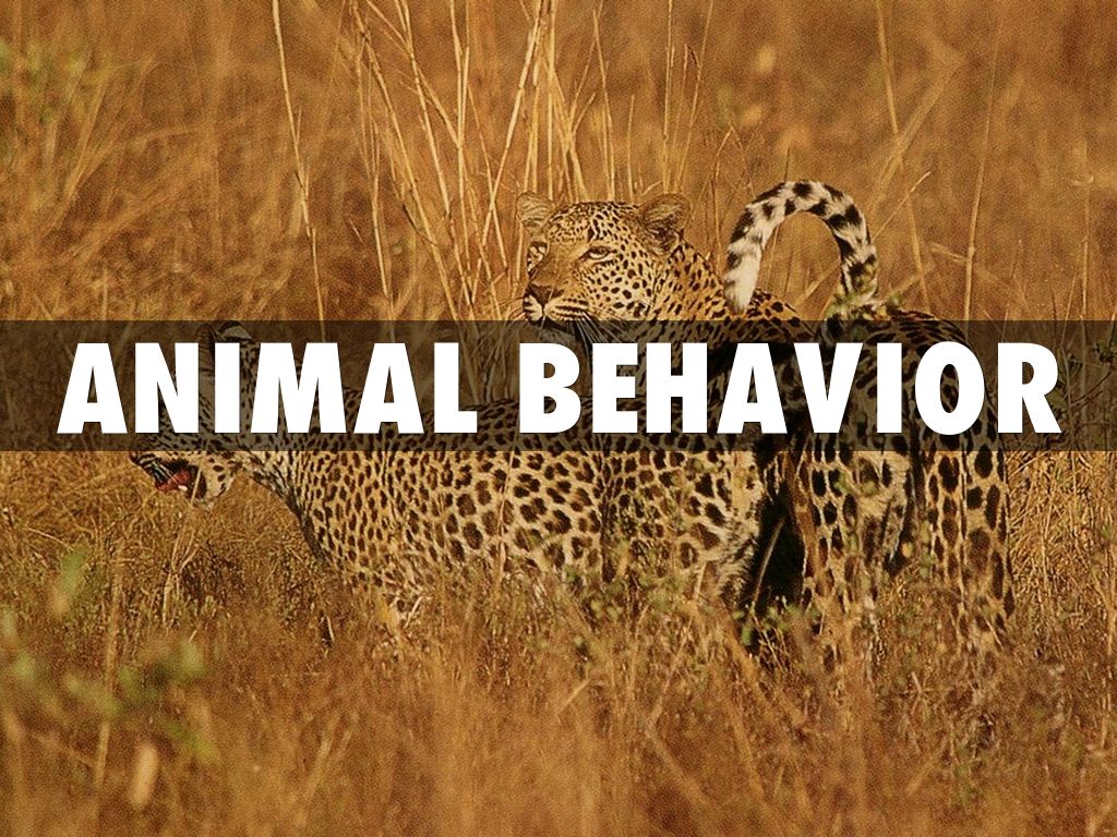 Animal Behavior by stewartle