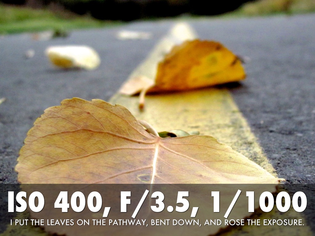 Grade 9 Nature Photography 