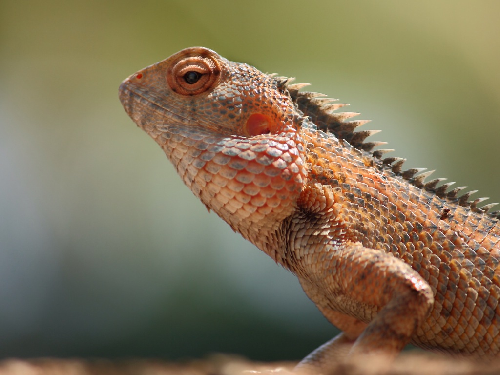 Blood Squirting Lizard