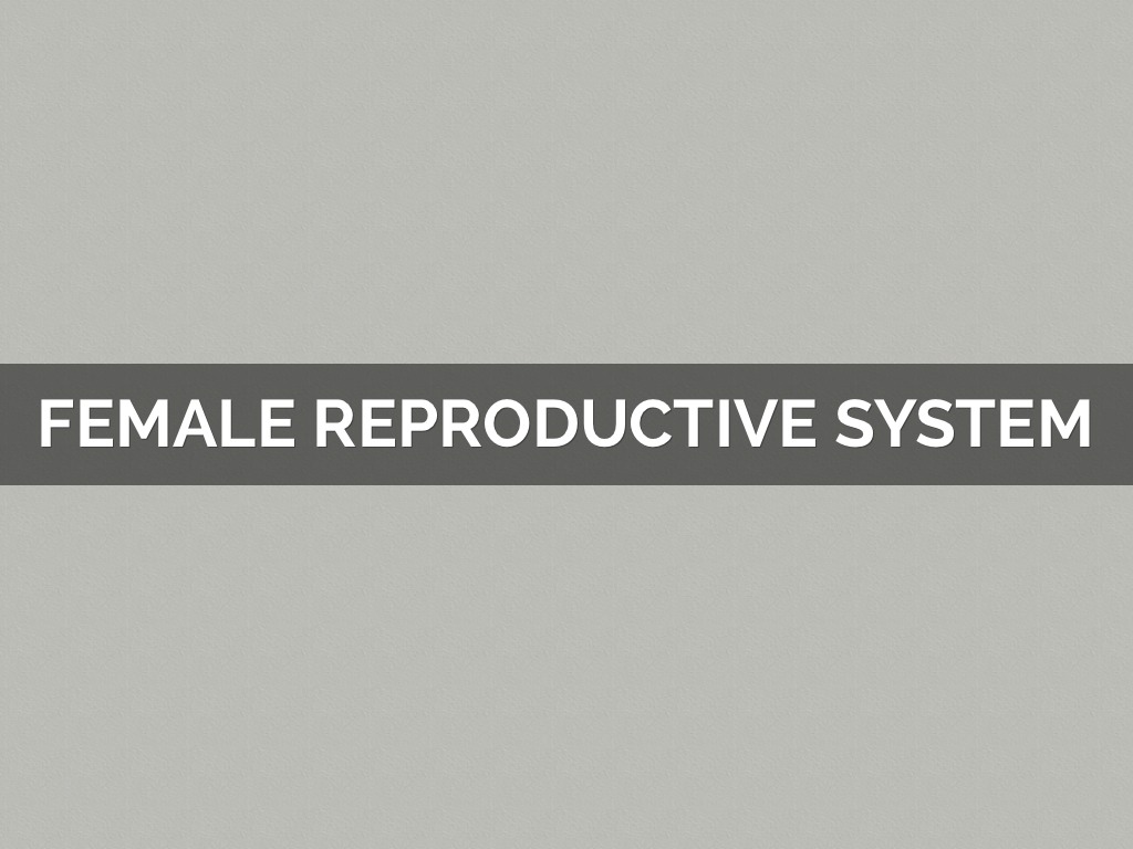 Female Reproductive System