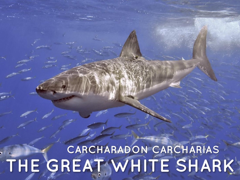 The Great Shark