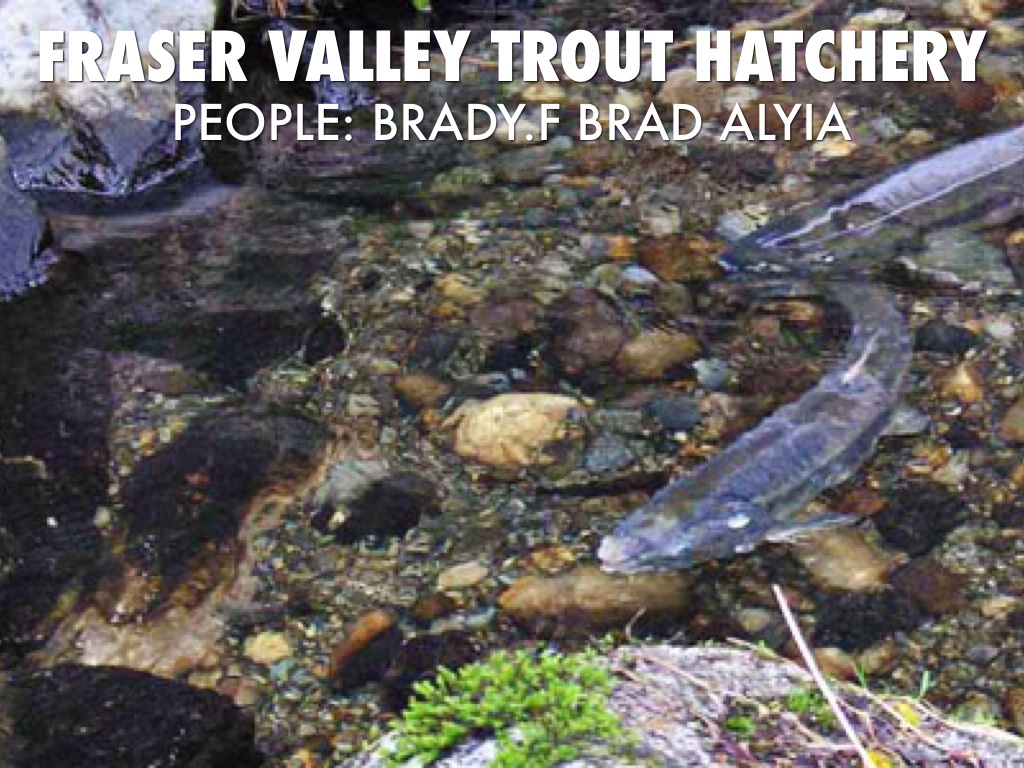 Fraser Valley Trout Hatchery