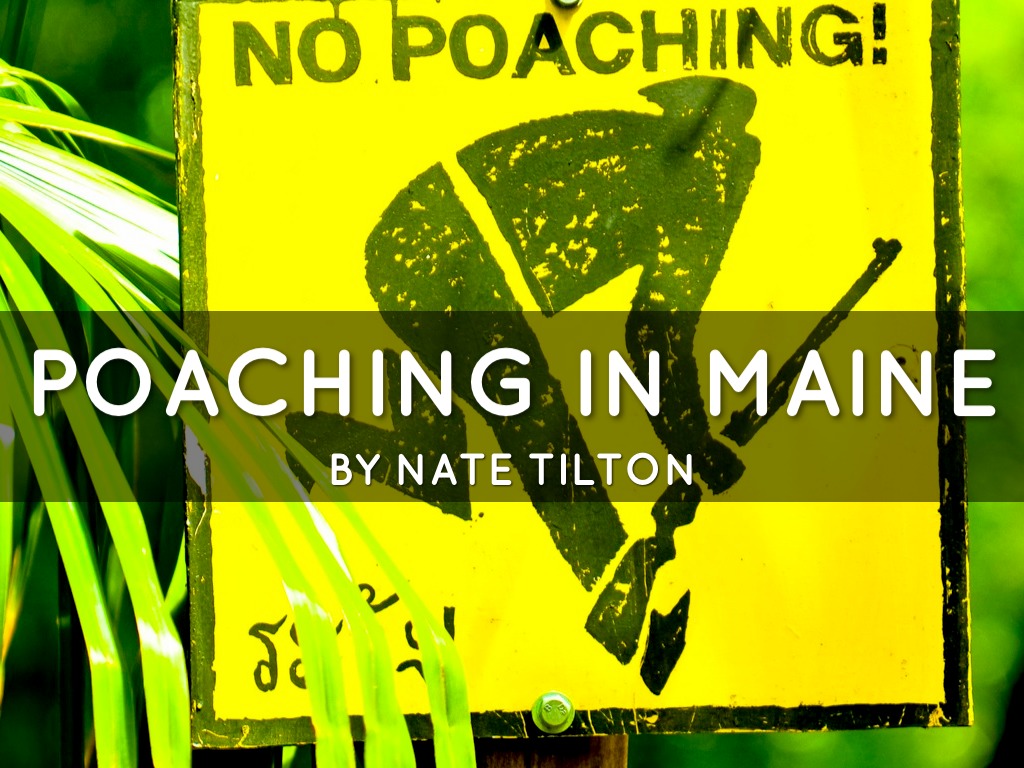 Poaching In Maine