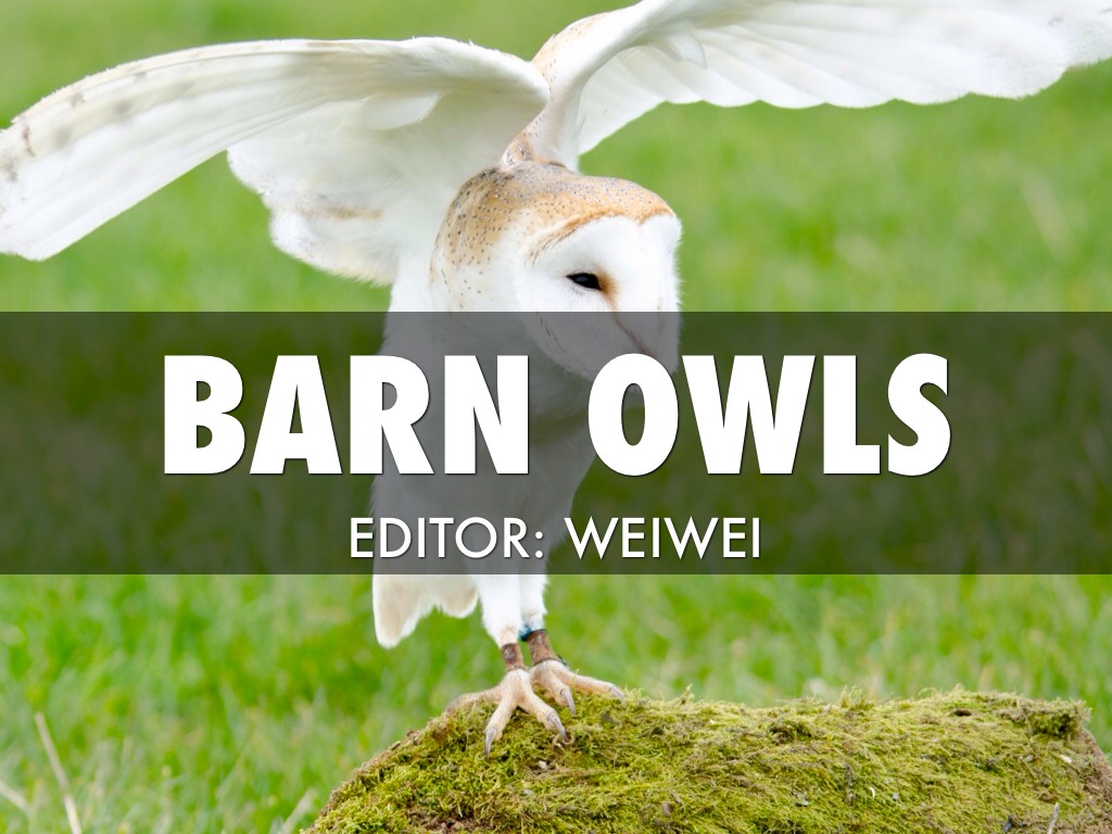 Barn Owls