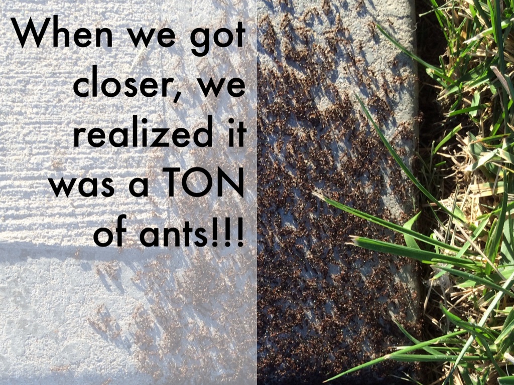 Why Are There So Many Ants??? by Lindsay Jackson