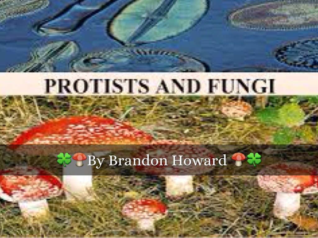 Protists And Fungi