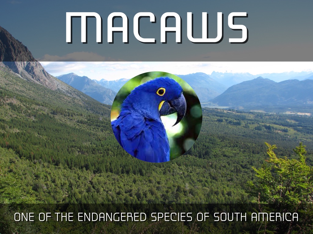 Macaws 
