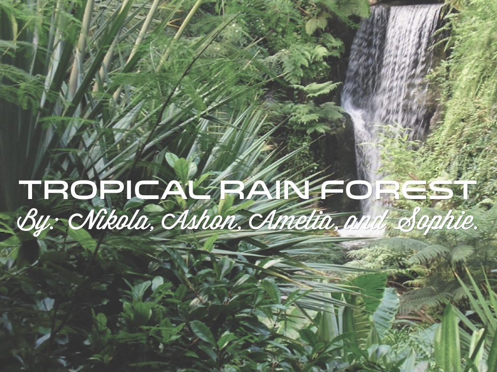 Tropical Rain Forest