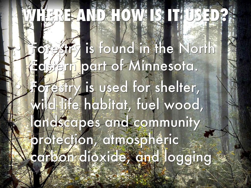 Science Forestry by Jordan Rogotzke