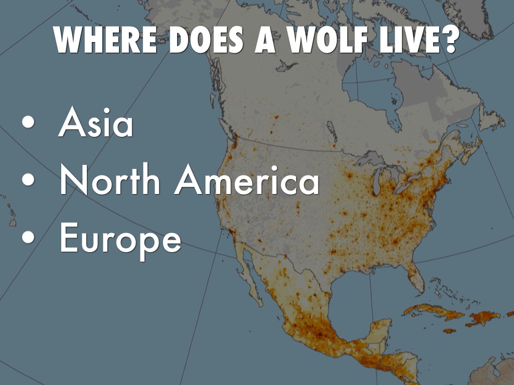 Wolves By Alana by p226