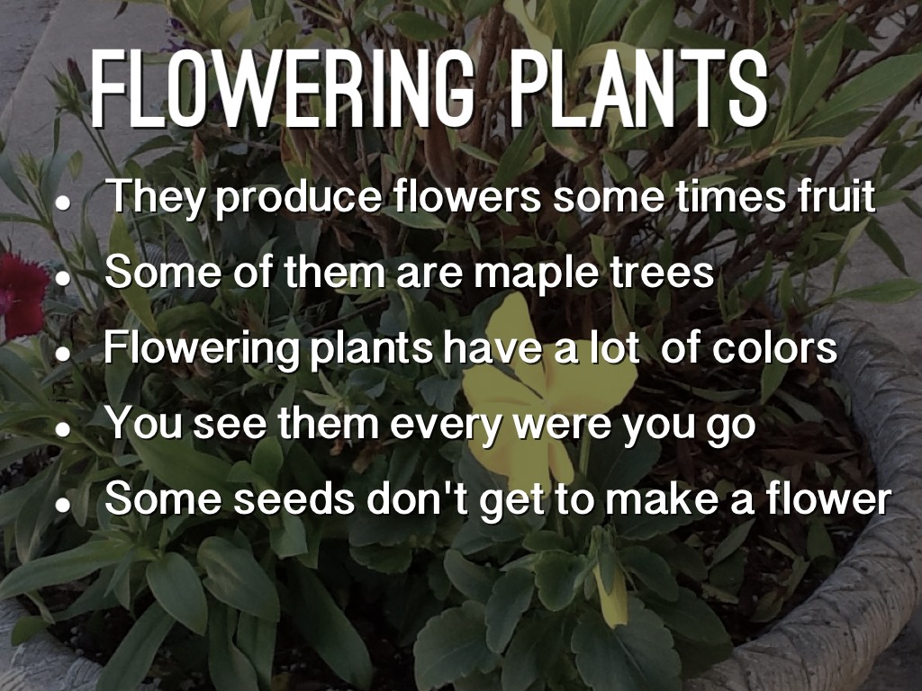 Flowering & Nonflowering by Kitty Tripp