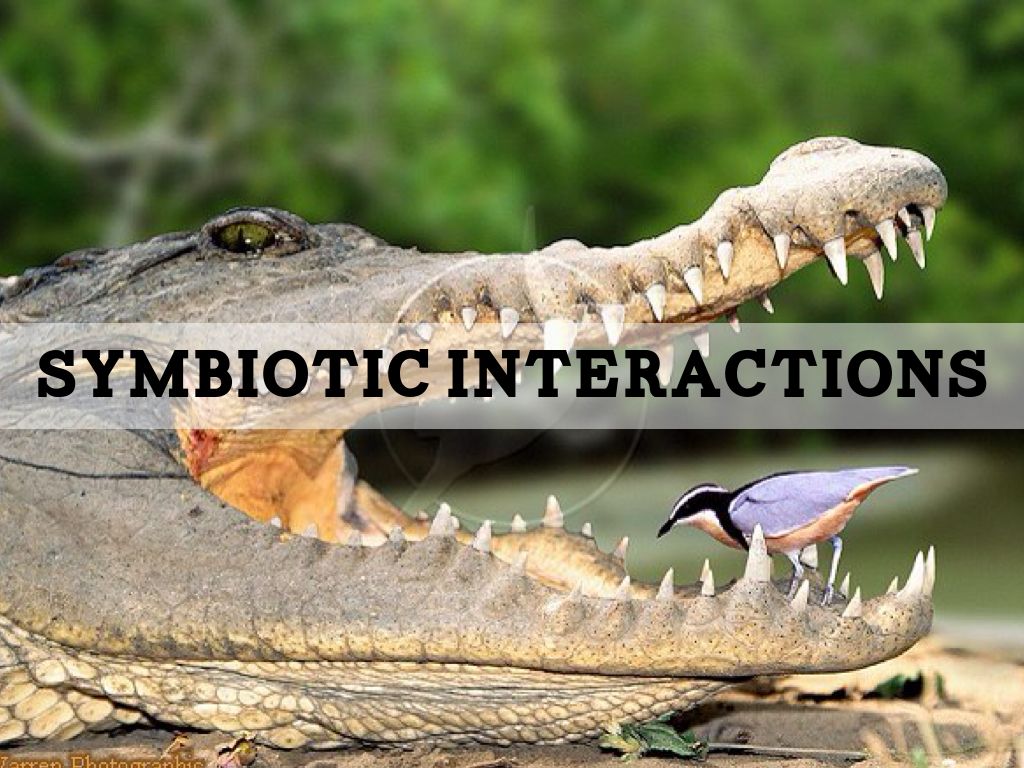 Symbiotic Interactions 