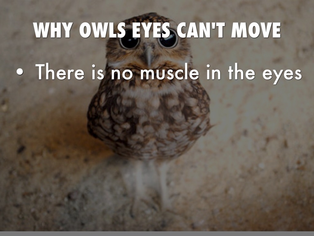 owls-by-brendan-irwin