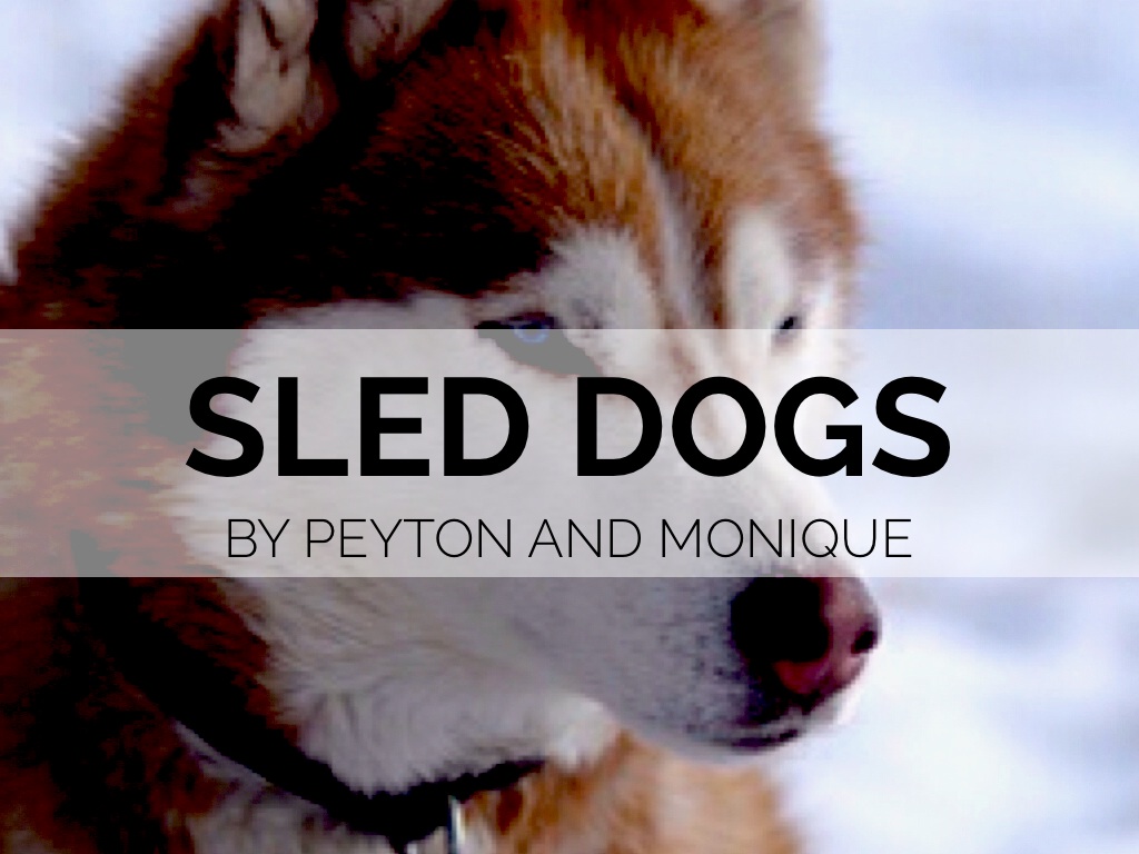 Sled Dogs