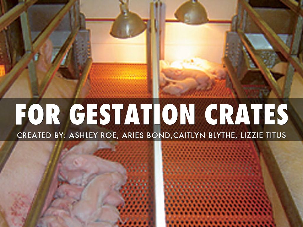Copy of Gestation Crates by Aries Bond