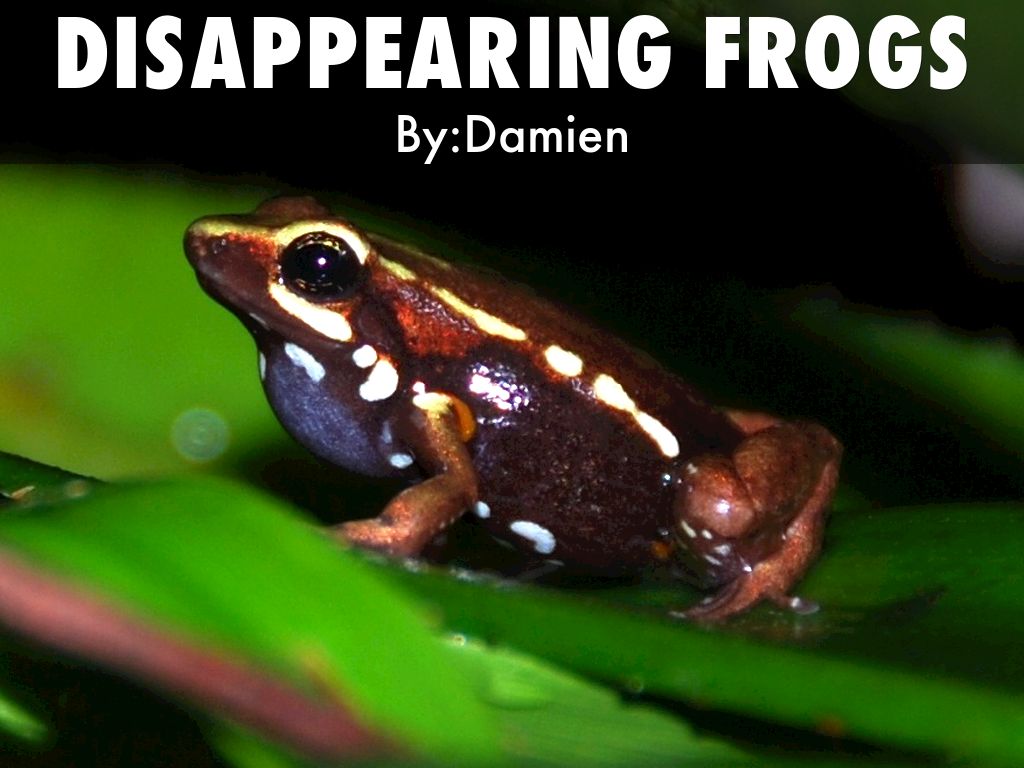 Disappearing frogs