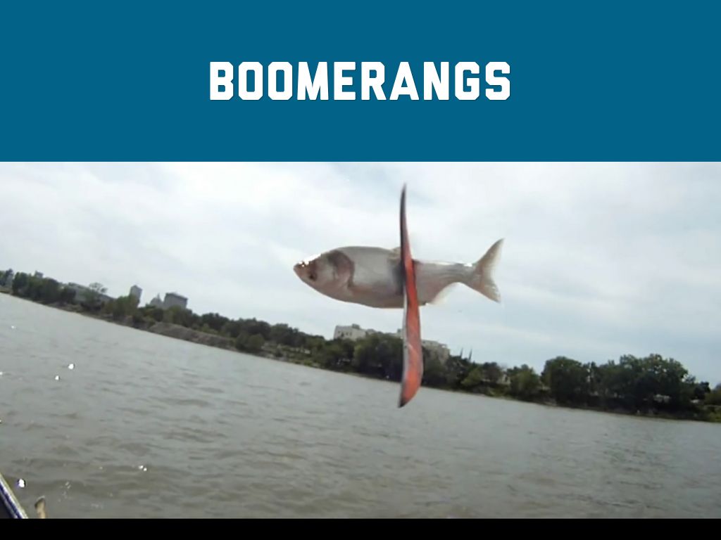 Taran Boomerangs