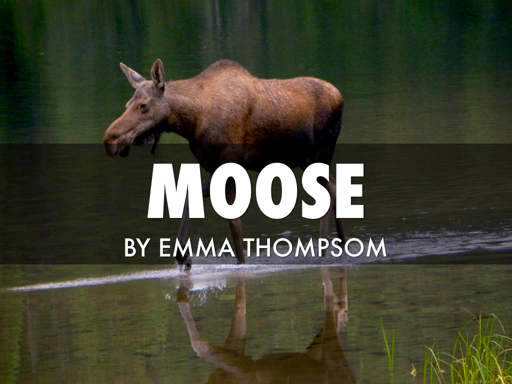 Moose