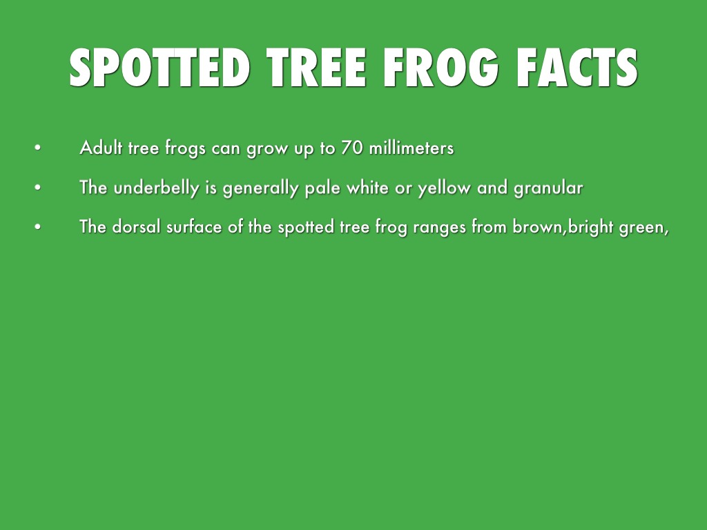 Spotted Tree Frog by Tc Tc