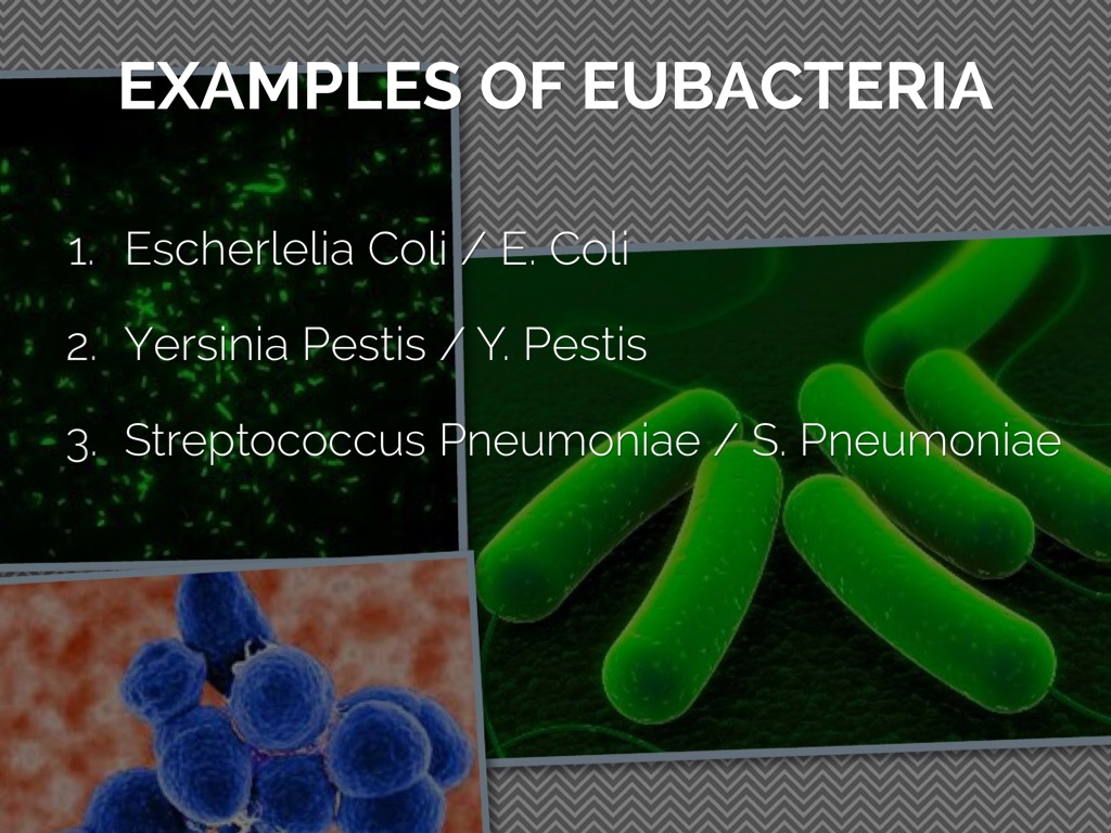 eubacteria examples