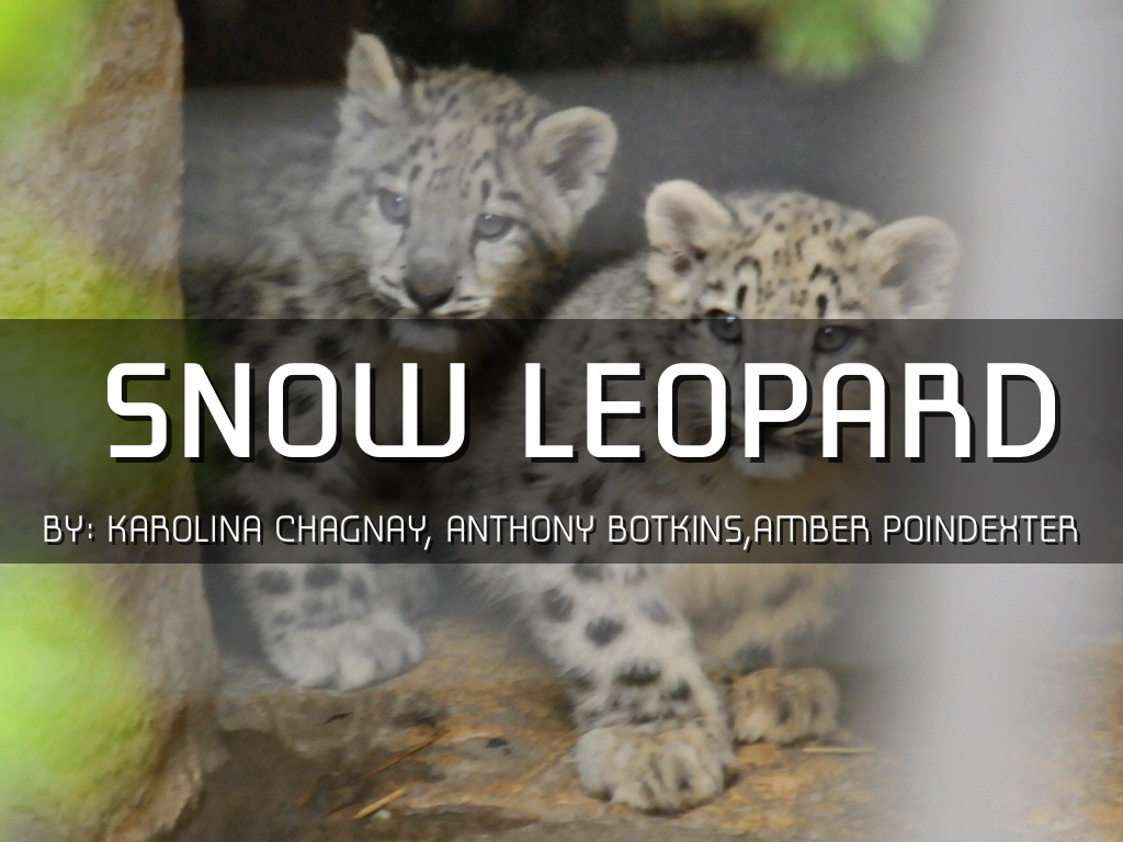Snow Leopard 