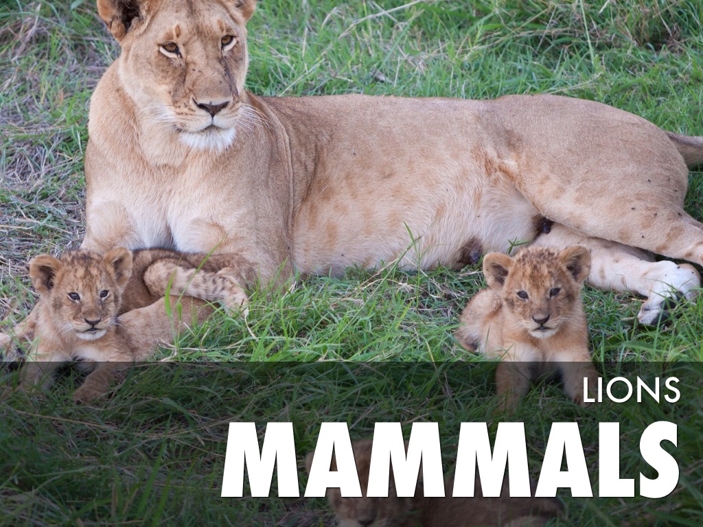 Mammals