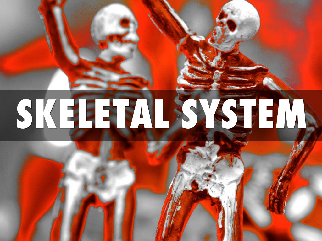 The Skeletal System 