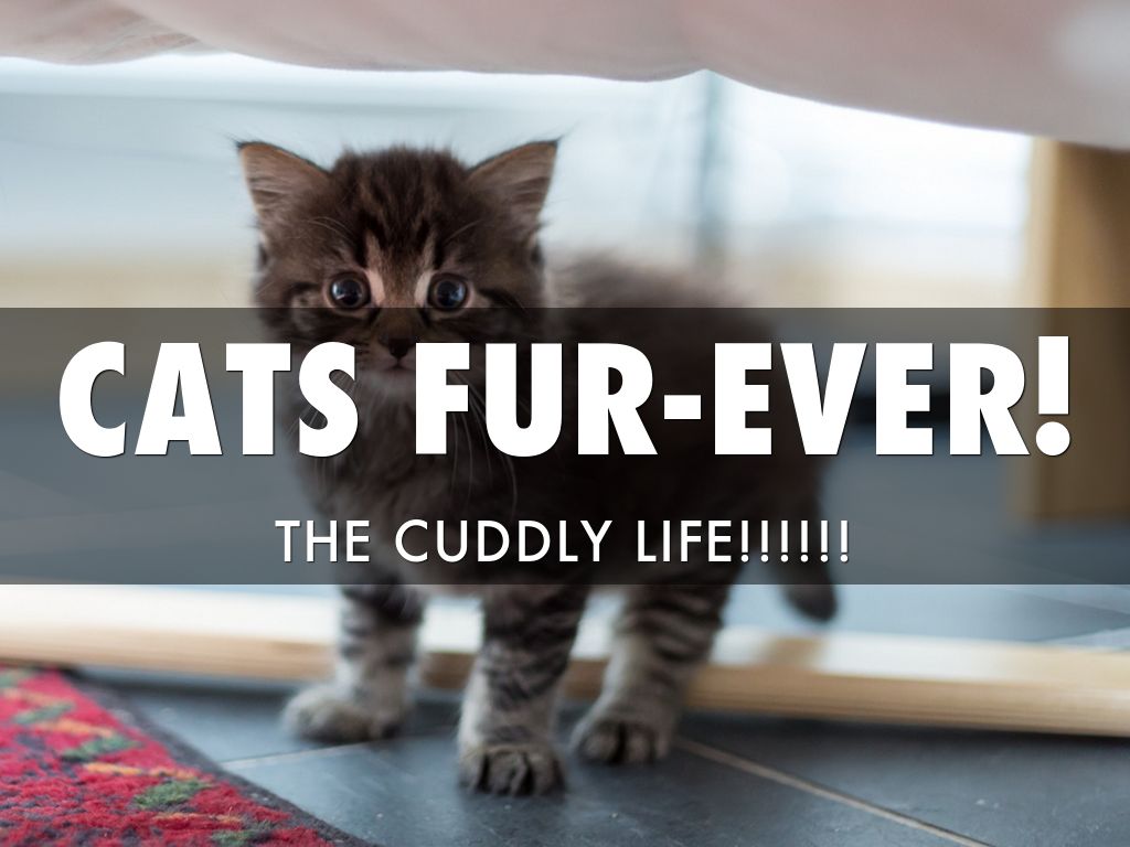Cats fur-ever