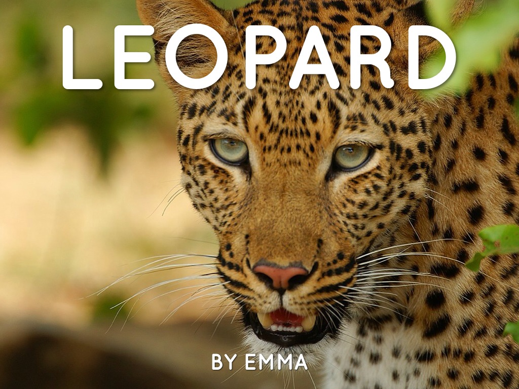 Leopard-Emma