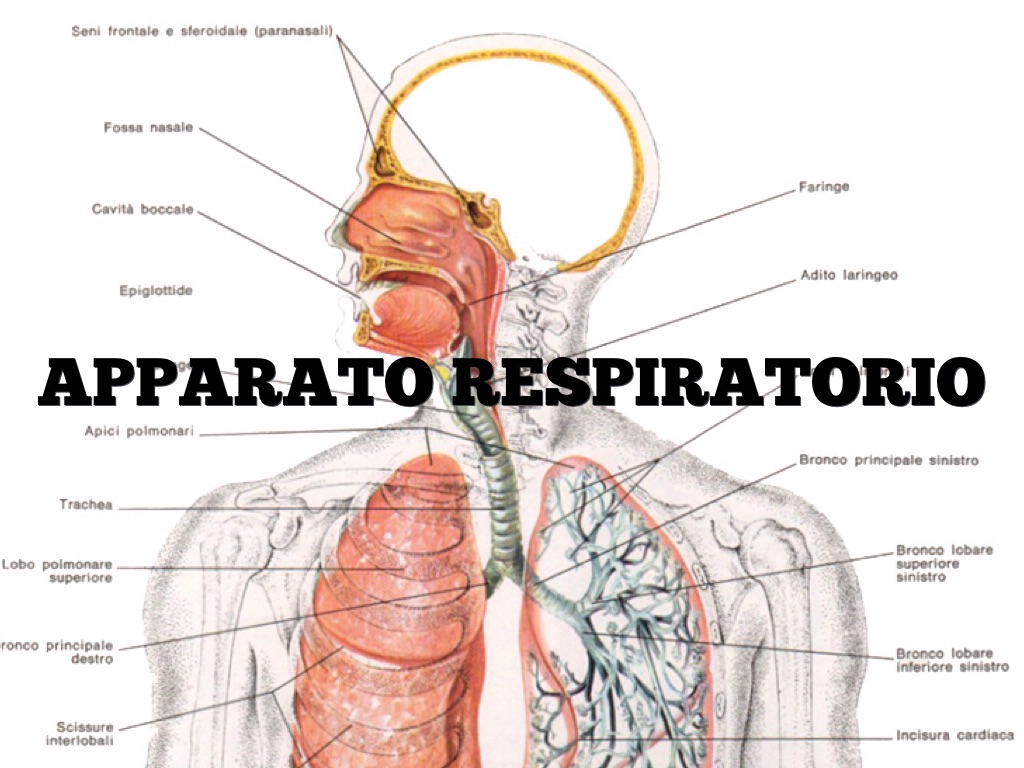 Apparato Respiratorio