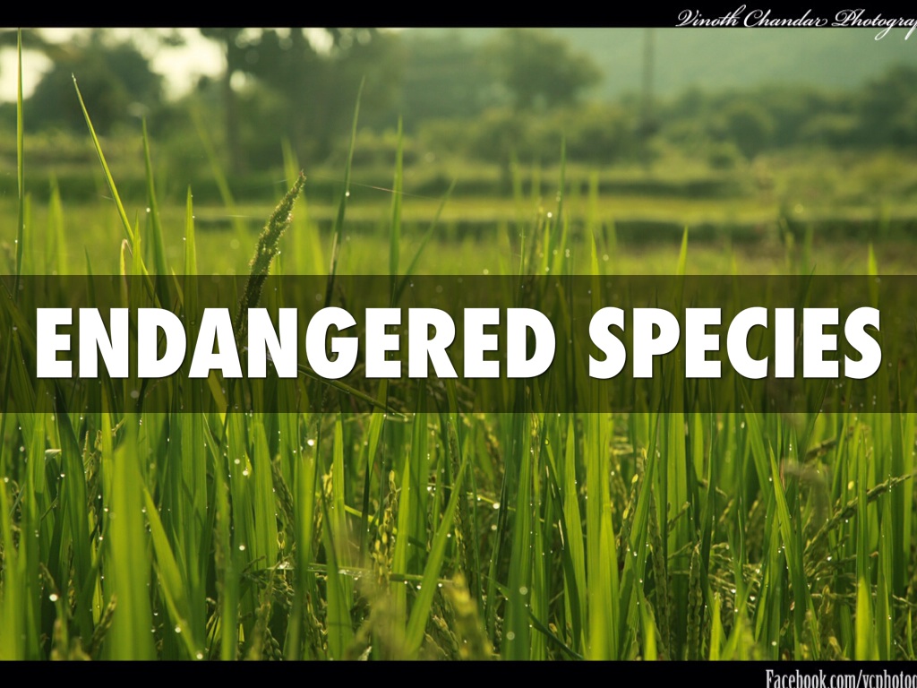 Endangered Species