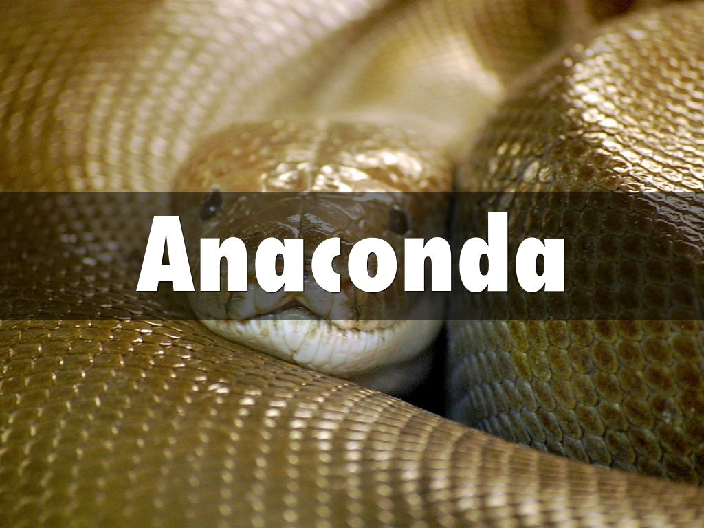 Anaconda