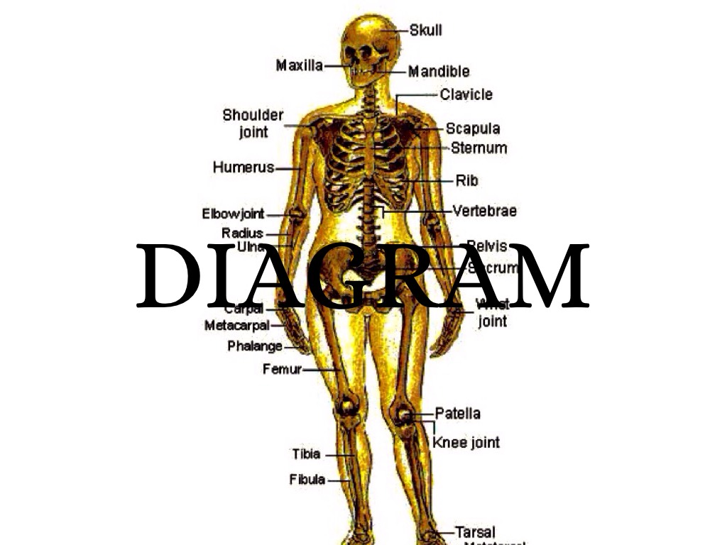 Copy of Skeletal System by Ryan Agan