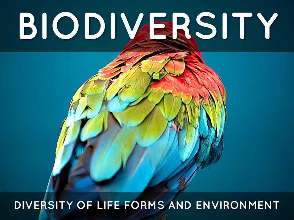 APES Ch.12 Vocabulary by Rachel Chapman