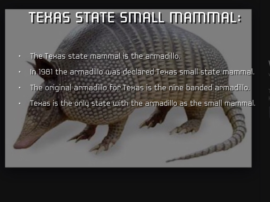 Copy of Untitled Haiku Deck by Kayla Adams