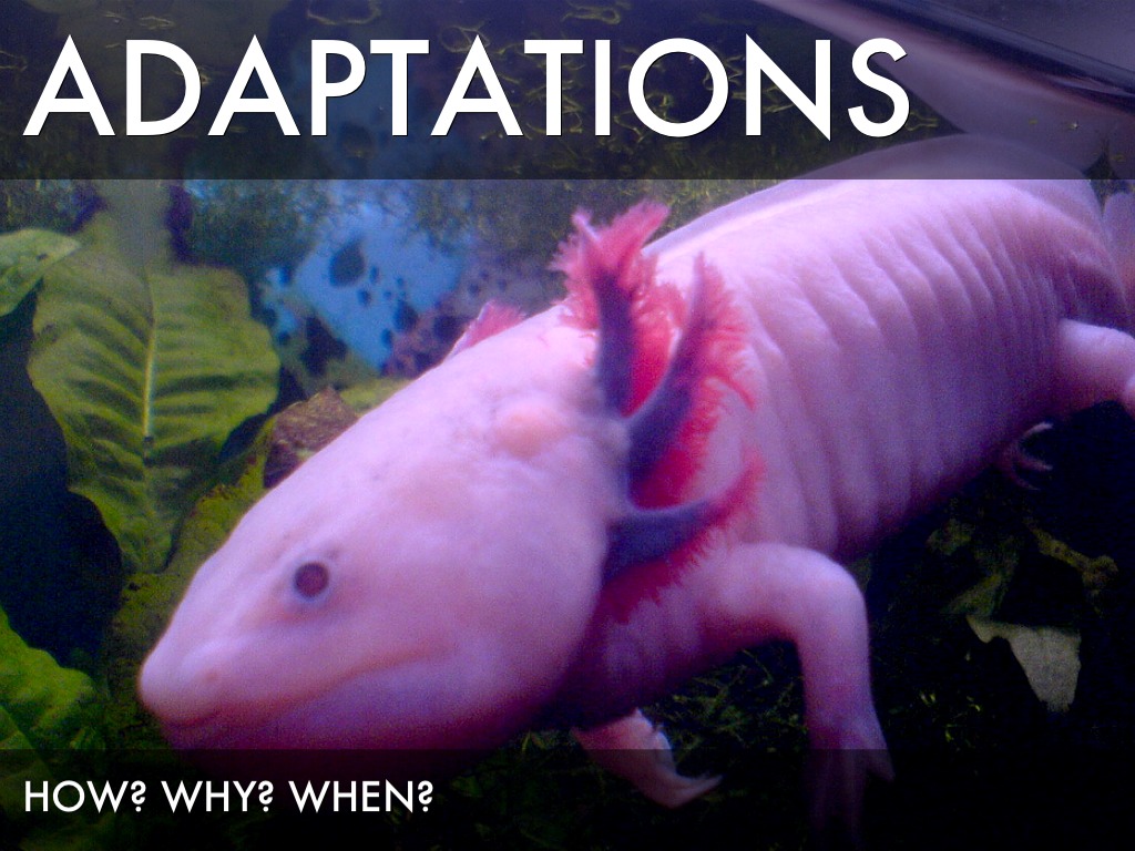 Adaptations