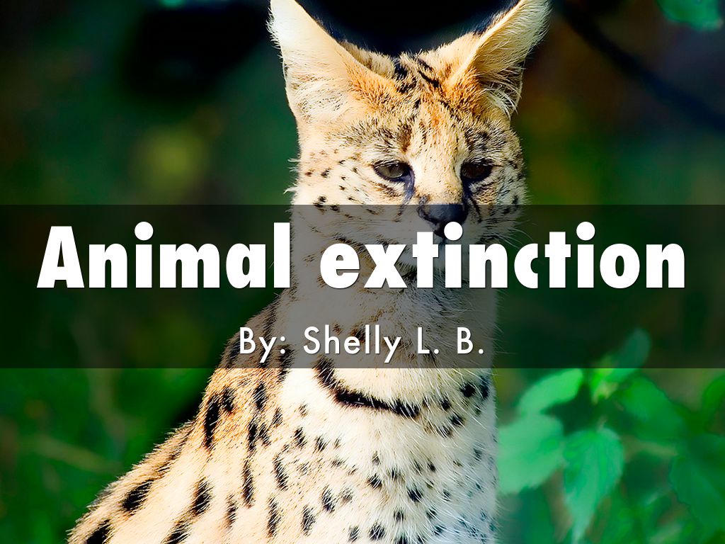 Animal extinction by shelly Bohringer