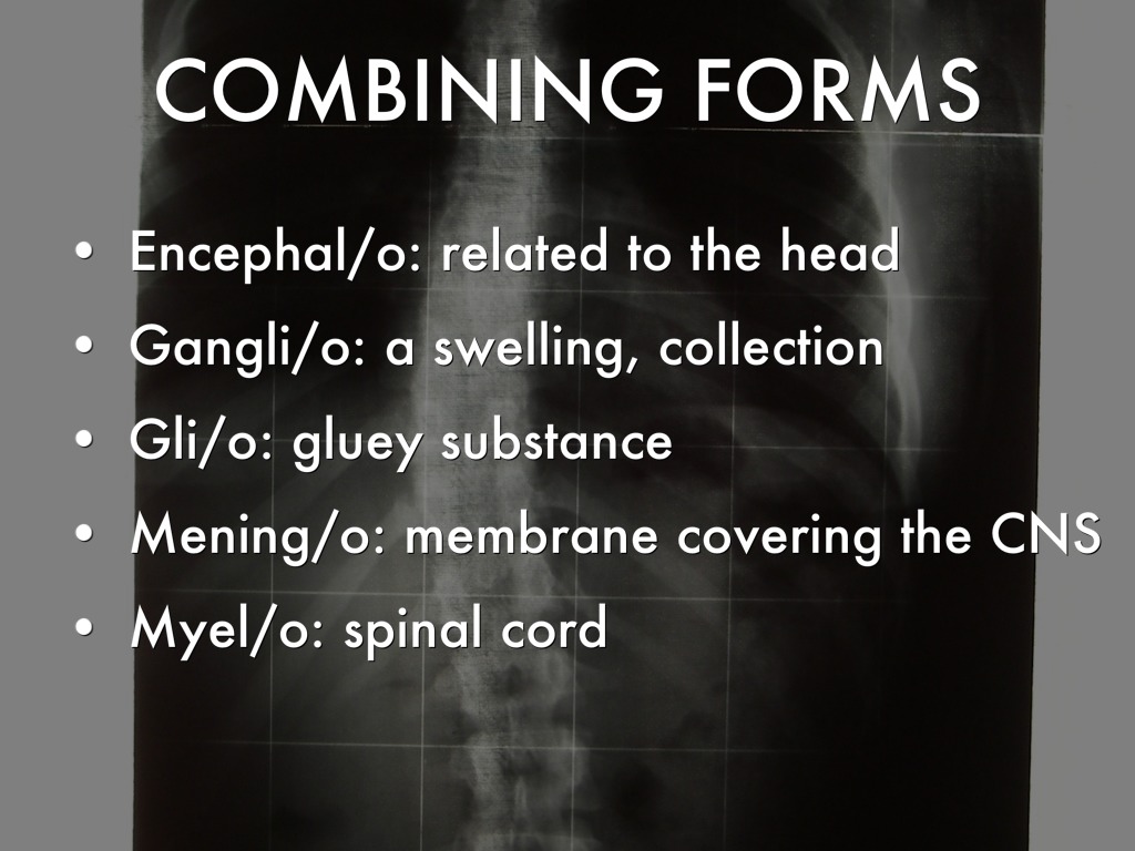 hitt 1305 chapter 10 the neurological system by the combining form meaning spinal cord is