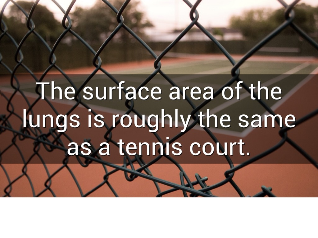 Respiratory by Maegen Tubbs