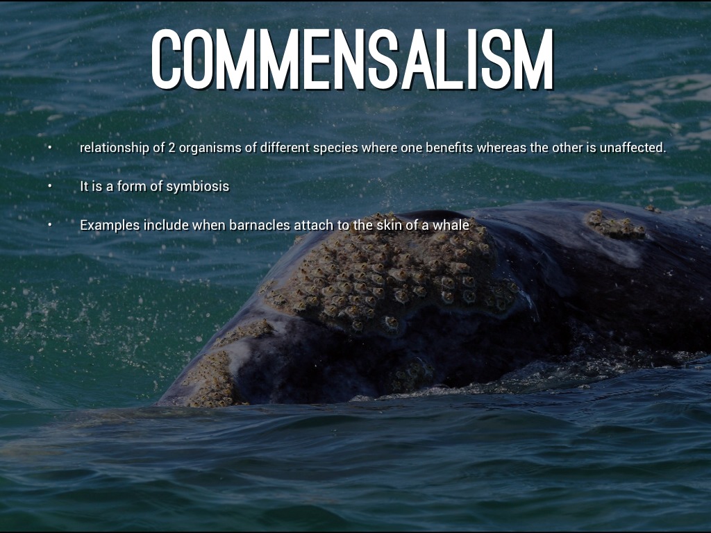 Commensalism Relationship Examples