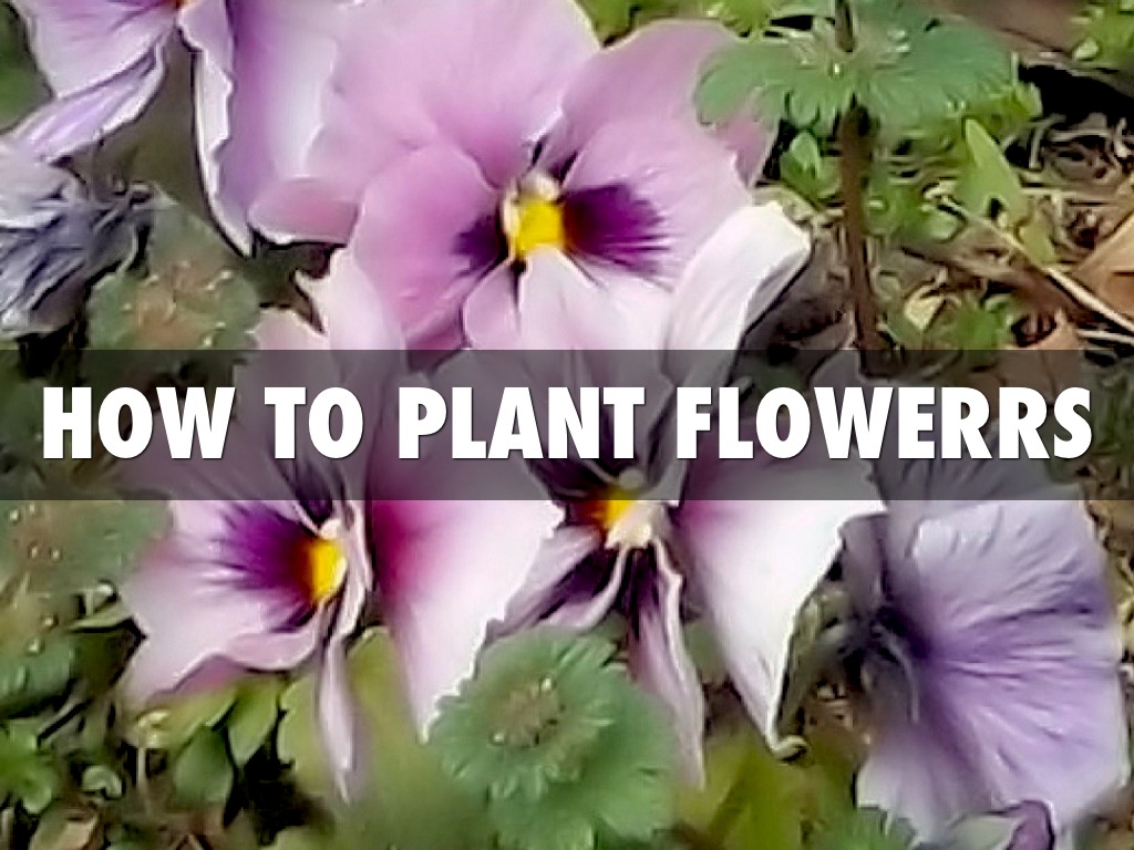 How To Plant Flowers 