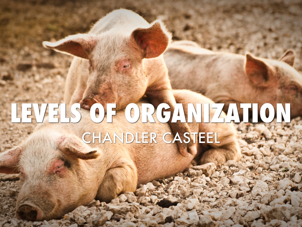 Levels Of Organization 