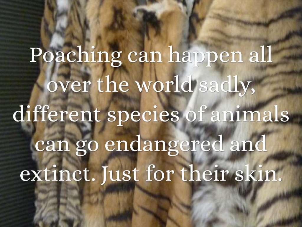 Poaching by Deidre Wandsnider